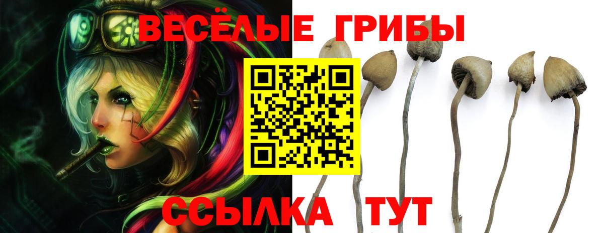Холмск  Псилоцибиновые грибы Psilocybe  Вход с VPN 
